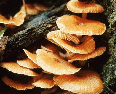 mushroomsismall.jpg